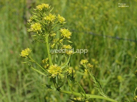yellowcress, marsh